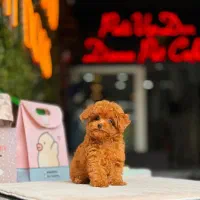 سگ توله پودل توی پودل عروسکی رد و دارک رد اپریکات