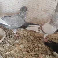 کفتر کبوتر انواع نژاد|پرنده|اهواز, بیست متری شهدا|دیوار