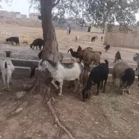 گوسفند زنده