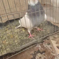 کبوتر|پرنده|شیراز, شهرک گلها|دیوار