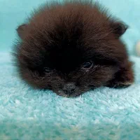 پامر عروسکی