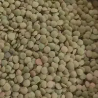 نخود
