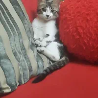 گربه ۳ ماه نیم دی اس اچ رایگان