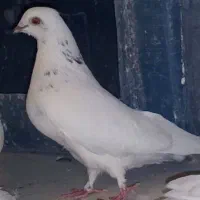 کبوتر کله دم سبز|پرنده|اصفهان, خواجه عمید|دیوار