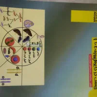 نظام جدید زیست در دایره