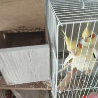 جفت مولد عروس هلندی لوتینو خاطر جمع