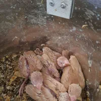 ۵۰ جفت نرگسی شکلاتی رو تخم و جوجه|پرنده|قم, بنیاد|دیوار