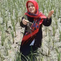 برنج الک شده سر لاشه ونیمدانه