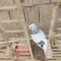 کبوتر شامی دم سفید|پرنده|برازجان, |دیوار