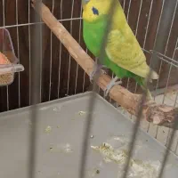 عروس هلندی و مرغ عشق