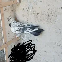 کفتر
