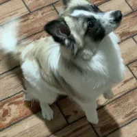 اشپیتز پامر