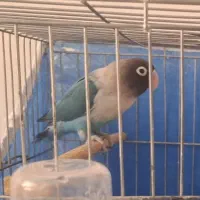 طوطی کوتوله برزیلی نر