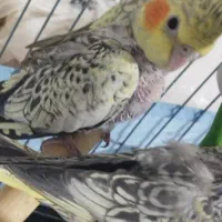 یک جفت عروس هلندی