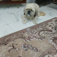 حیوان سگ شیتزو|سگ|فریدونکنار, |دیوار