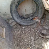 سلام یک عدد قوغاز|حیوانات مزرعه|چمران, |دیوار