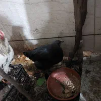 نیمچه مرغ و خروس محلی زیر مرغی|حیوانات مزرعه|اسلامشهر, شهرک مفیدی|دیوار