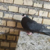 نر صرب چشنوک