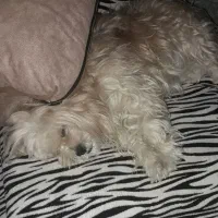 شیتزو تریر|سگ|شیراز, ماه فیروزان|دیوار