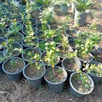 فروش گل به صورت یکجا فروشی به قیمت مناسب|گل و گیاه طبیعی|واجارگاه, |دیوار