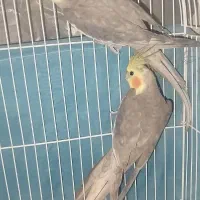 3عدد عروس هلندی