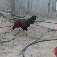 خروس|حیوانات مزرعه|نهاوند, |دیوار