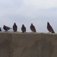 کبوتر نژاد انگلیسی بلند پرواز|پرنده|بهار, |دیوار