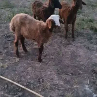 ۴تا بره قربانی افشاری درجه یک تضمینی قیمت مناسب