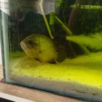 ماهی اسکار بزرگ 3عدد و2عدد لجن خوار اسپورت|ماهی|خوی, |دیوار