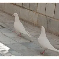 کبوتر پتی واله اصل پاکستان