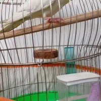 عروس هلندی همراه با قفس