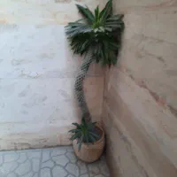 گل طبیعی خوشکل و زیبا آپارتمانی