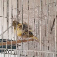 قناری فری ابلق