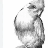 عروس هلندی پیدا شده