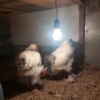 نیمچه برهما|حیوانات مزرعه|مرند, |دیوار