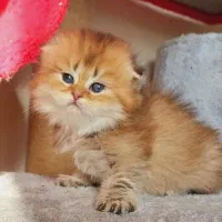 مجموعه اصلی گربه های کیوت ( ایران کتز)