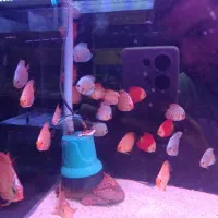 فروش دیسکس های درجه ۱|ماهی|رشت, پل تالشان|دیوار