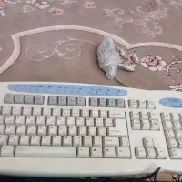 کیبورد تمیز وسالم|قطعات و لوازم جانبی رایانه|مشهد, پنجتن|دیوار