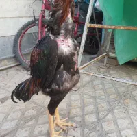 لاری اوشامو