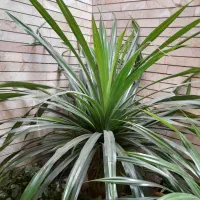 گیاه پاندانوس