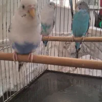 مرغ عشق جوان