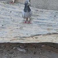 پلاک  مسافتی|پرنده|گتوند, |دیوار