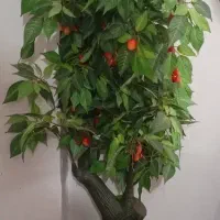 درختچه کاملانو وقابل شست وشو (عکس روکامل باز کنید)