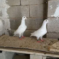 کبوتر رنگ روشن