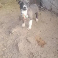 دو عدد پاکوتاه نرو ماده واگذاری