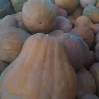 کدو حلوایی شیرین حراج|حراج|مشگین شهر, |دیوار