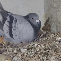 کبوتر|پرنده|یاسوج, |دیوار