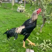 خروس اوشامو آلمان نسل ۶ دنگ