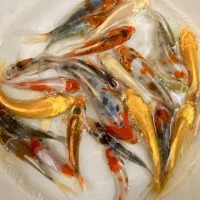 ماهی کوی اکواریوم استخر رنگارنگ