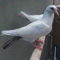 جفت جوجه کفتر دمبی دم قهوه ای آماده کهنه کردن